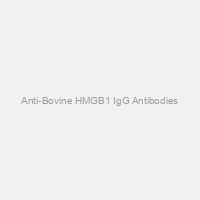 Anti-Bovine HMGB1 IgG Antibodies